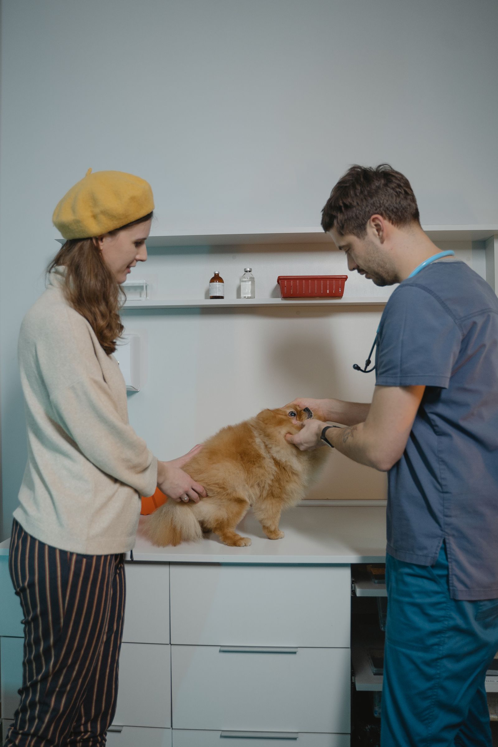 Person in medical clothing examining a small dog in a clinic