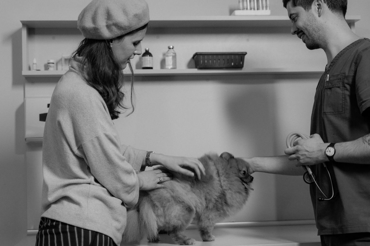 Urgent Care Vet Near You: What It Is and When to Go