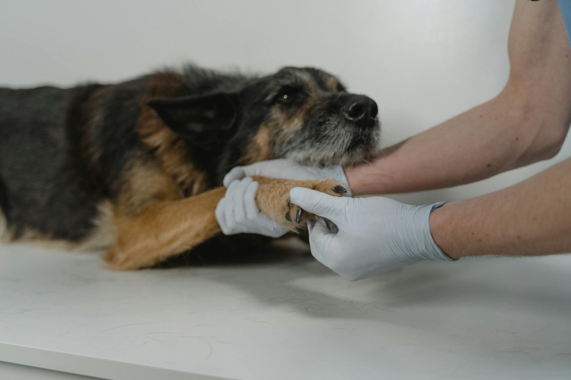 Persoon met handschoenen die de poot van een hond vasthoudt