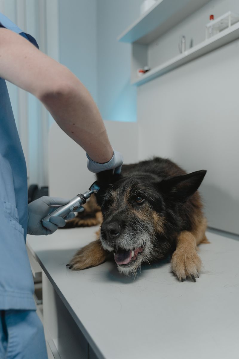 Veteriner tarafından kulağı muayene edilen bir köpek