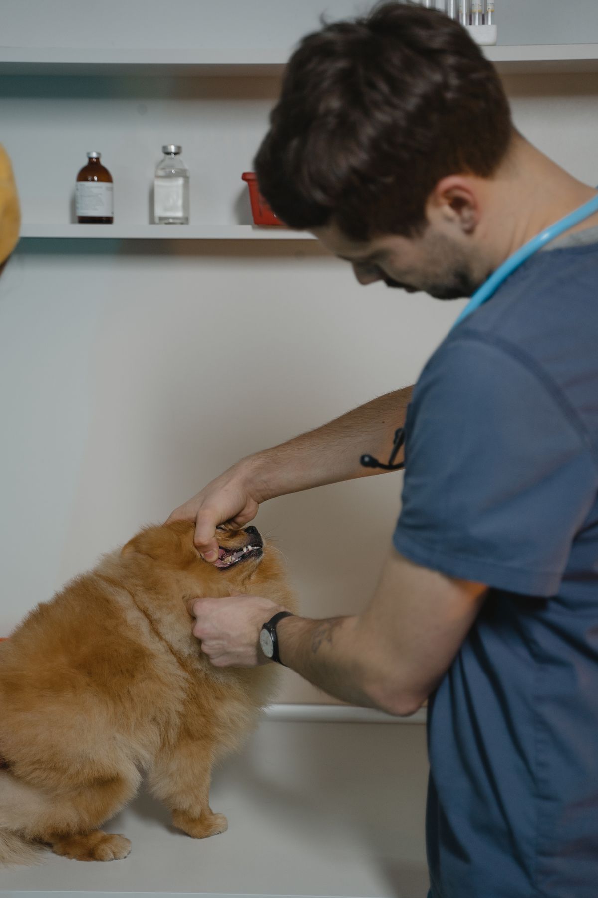 How a Video Call Talked Me Through My Dog's First Allergic Reaction