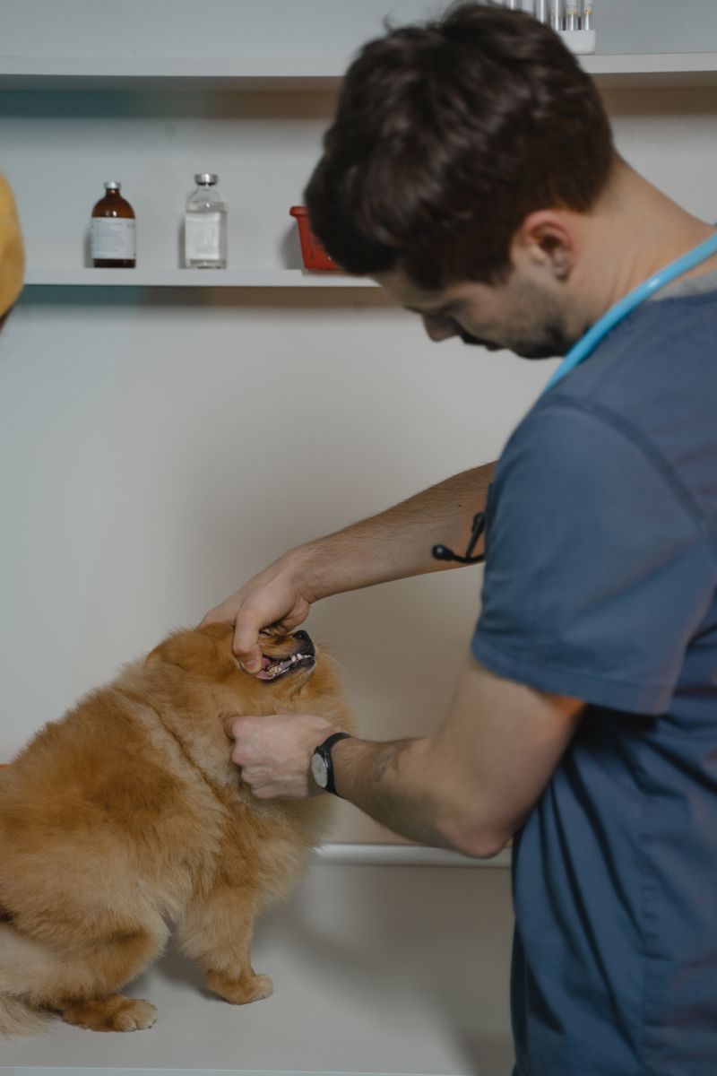 Katze bei zahnärztlicher Untersuchung