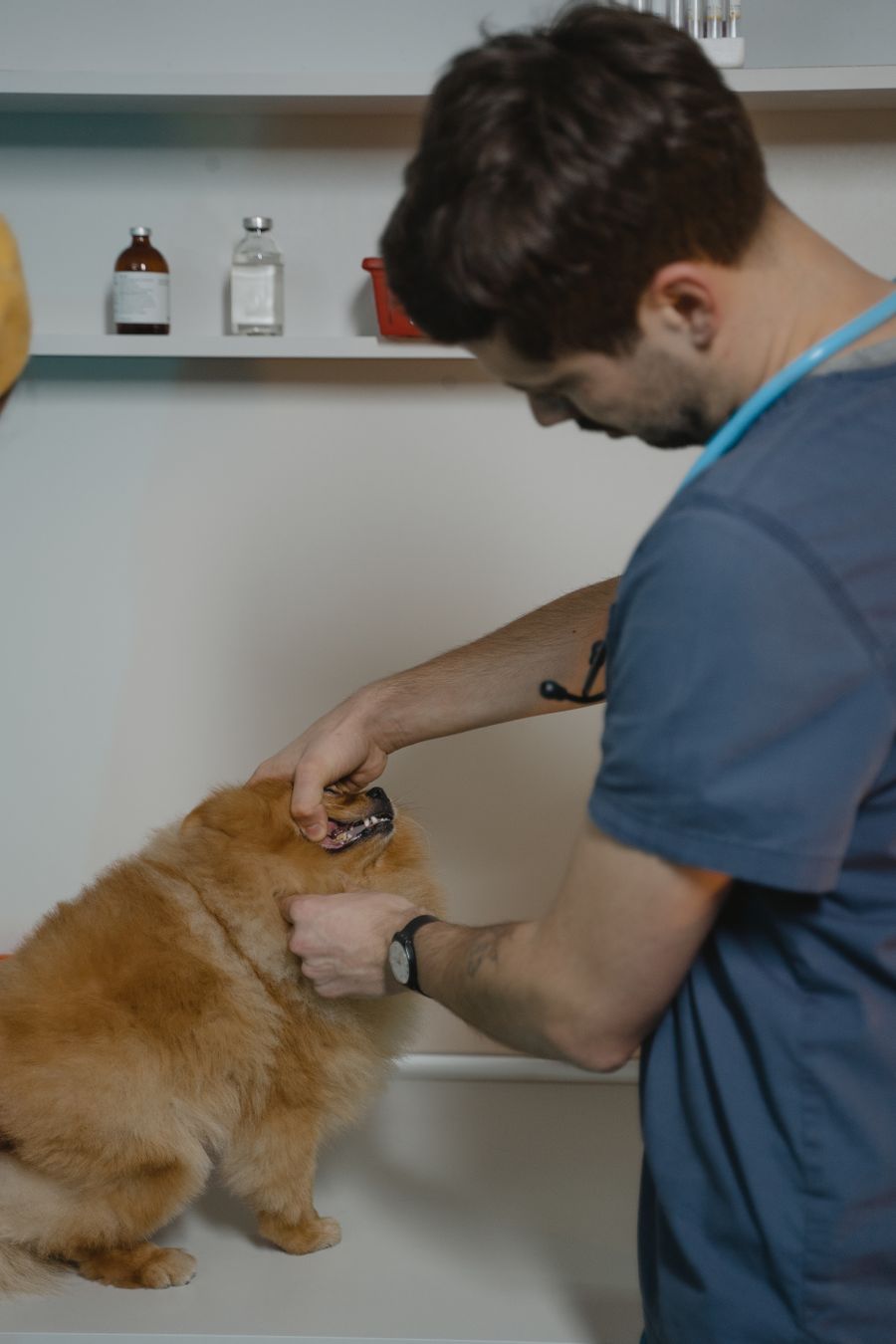 Veterinario comprobando los dientes de un perro pequeño