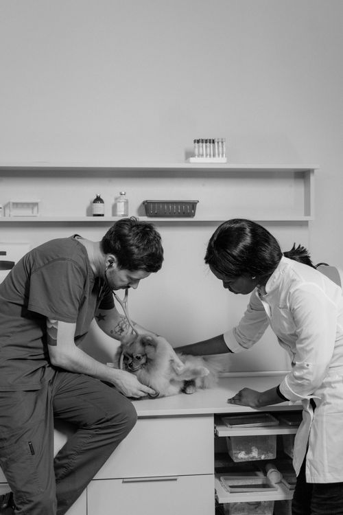veterinarian caring for dog patient professional clinic