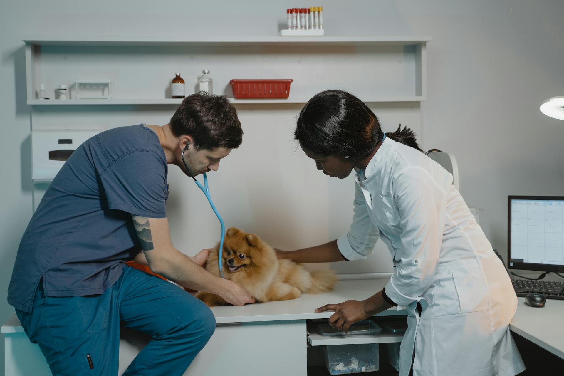 Un vétérinaire inspecte un chien de Poméranie