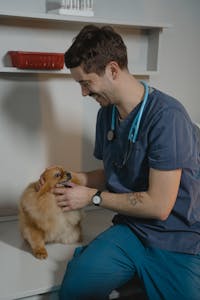 Pet health care services in Bundaberg