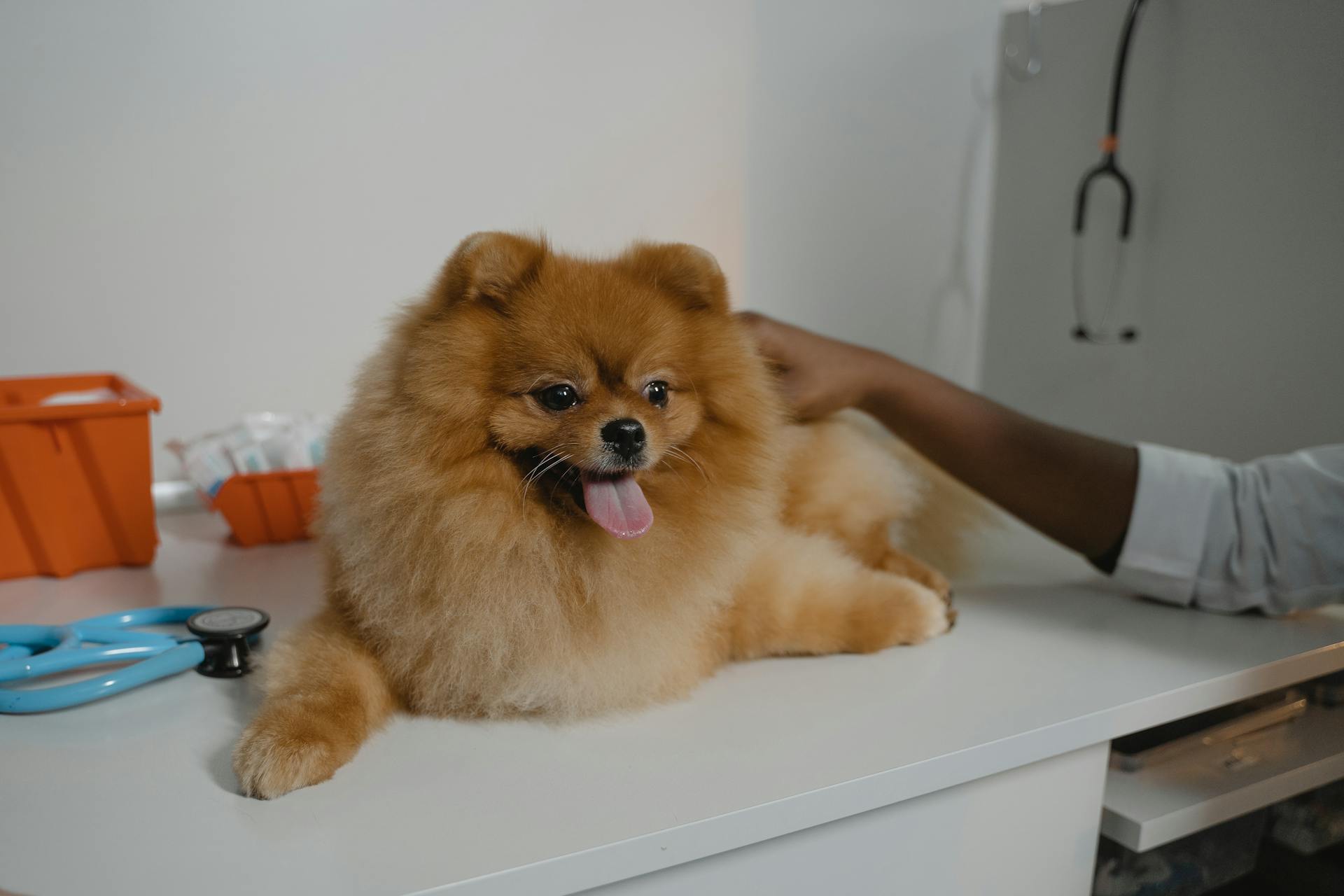 A Pomeranian over the Diagnostic Table