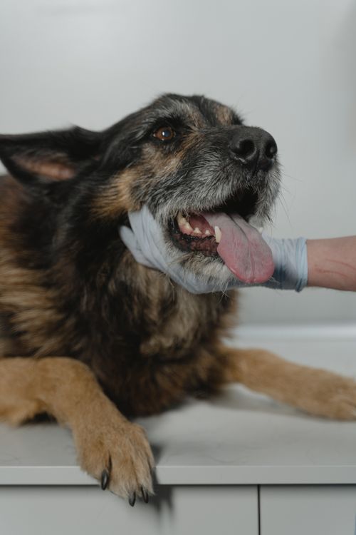 Köpeklerde Yaygın Cilt Sorunları