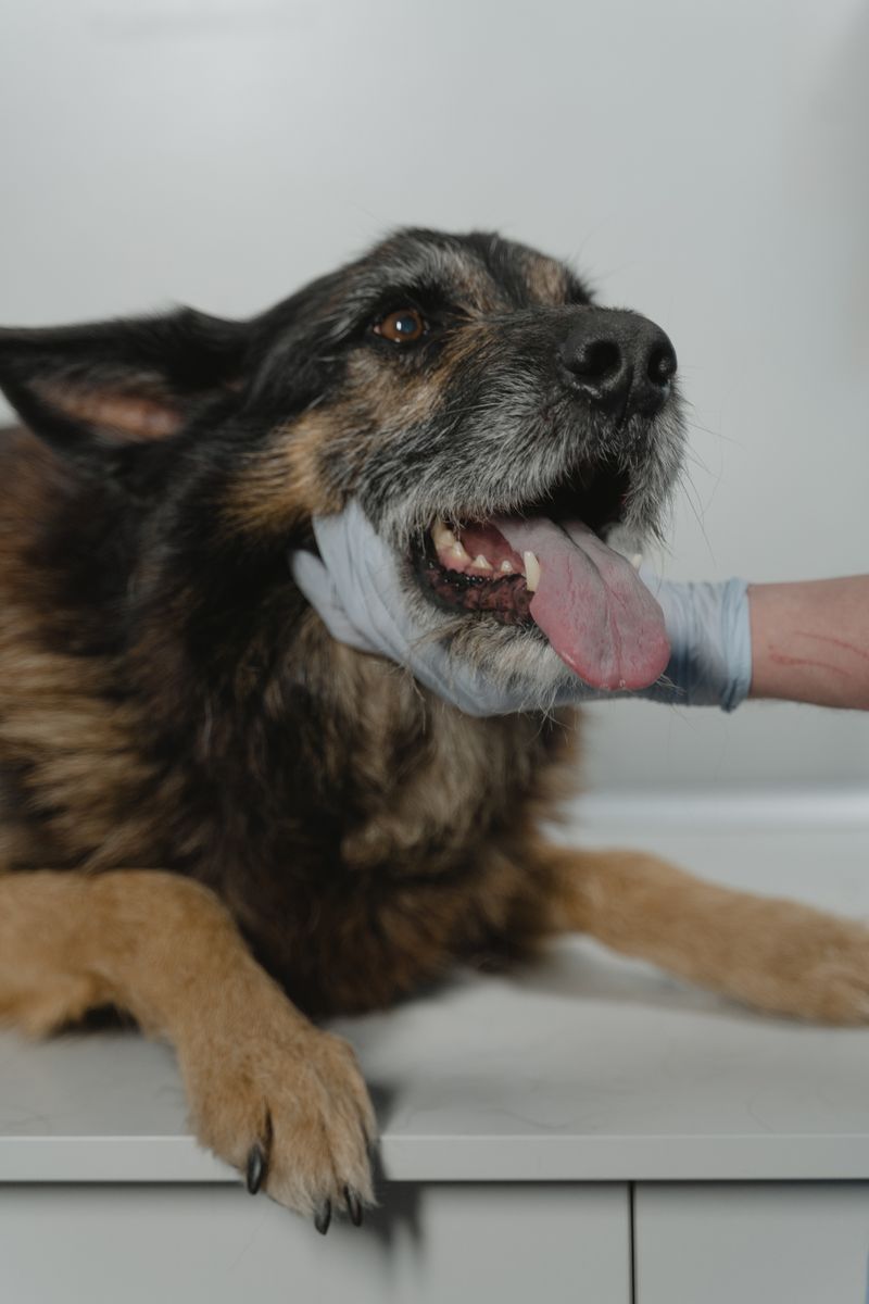 Cilt kontrolü yapılan köpek