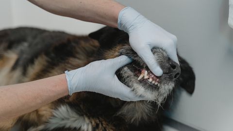 Mal aliento en perros: causas, cuándo preocuparse y cómo solucionarlo