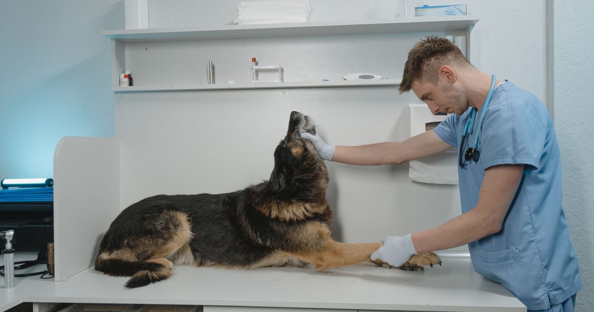 Tierarztkosten beim Hund: Was die GOT vorgibt und was die Rechnung daraus macht