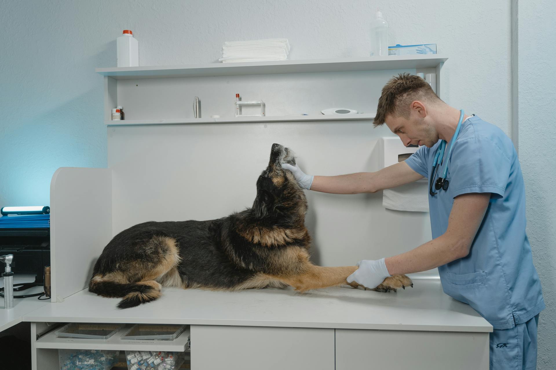 Een man in een blauw pak die een hond onderzoekt