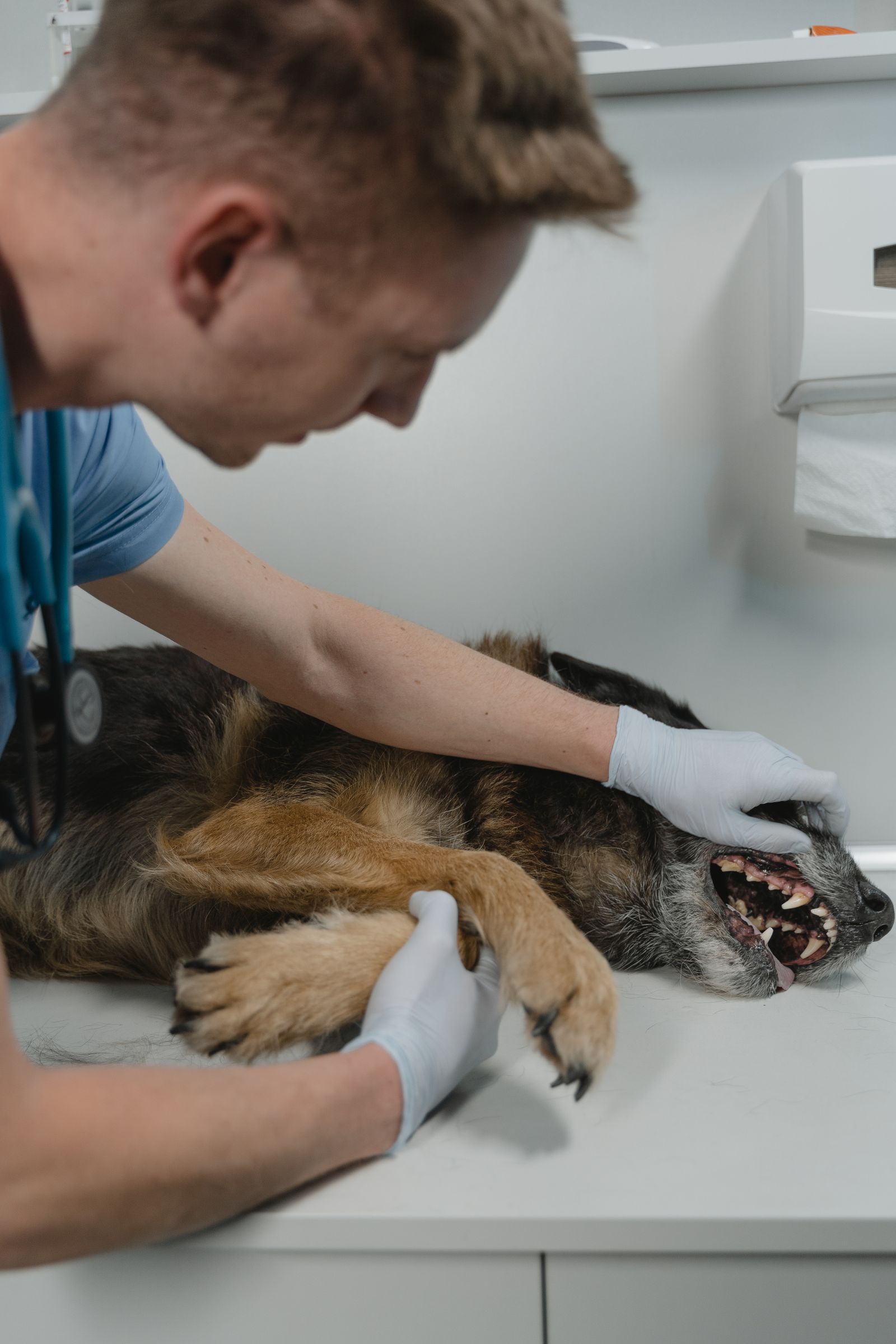 Veterinarian gently examining a dog's teeth