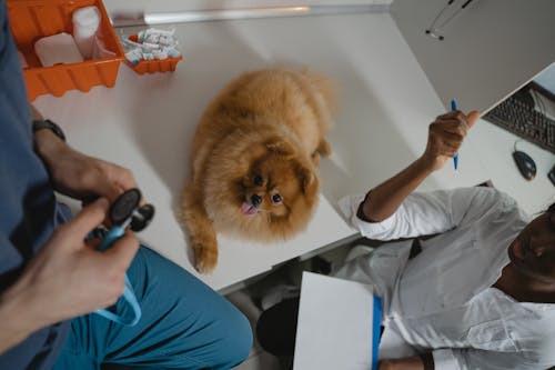 Free A Pomeranian over the Diagnostic Table Inside a Clinic Stock Photo