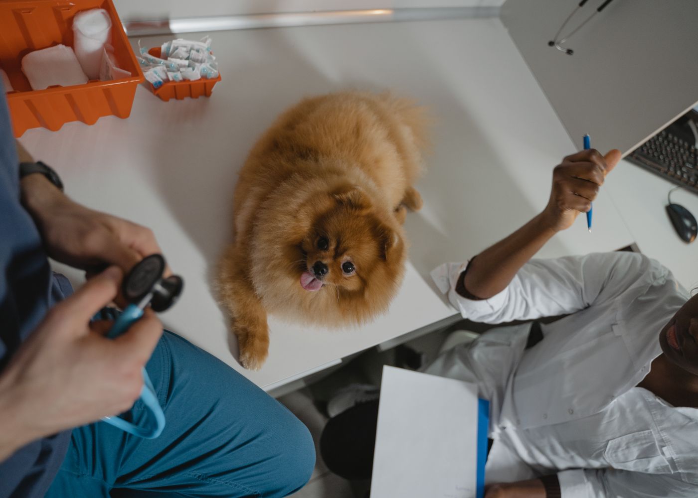Licensed stock imagery: a pet on an examination table