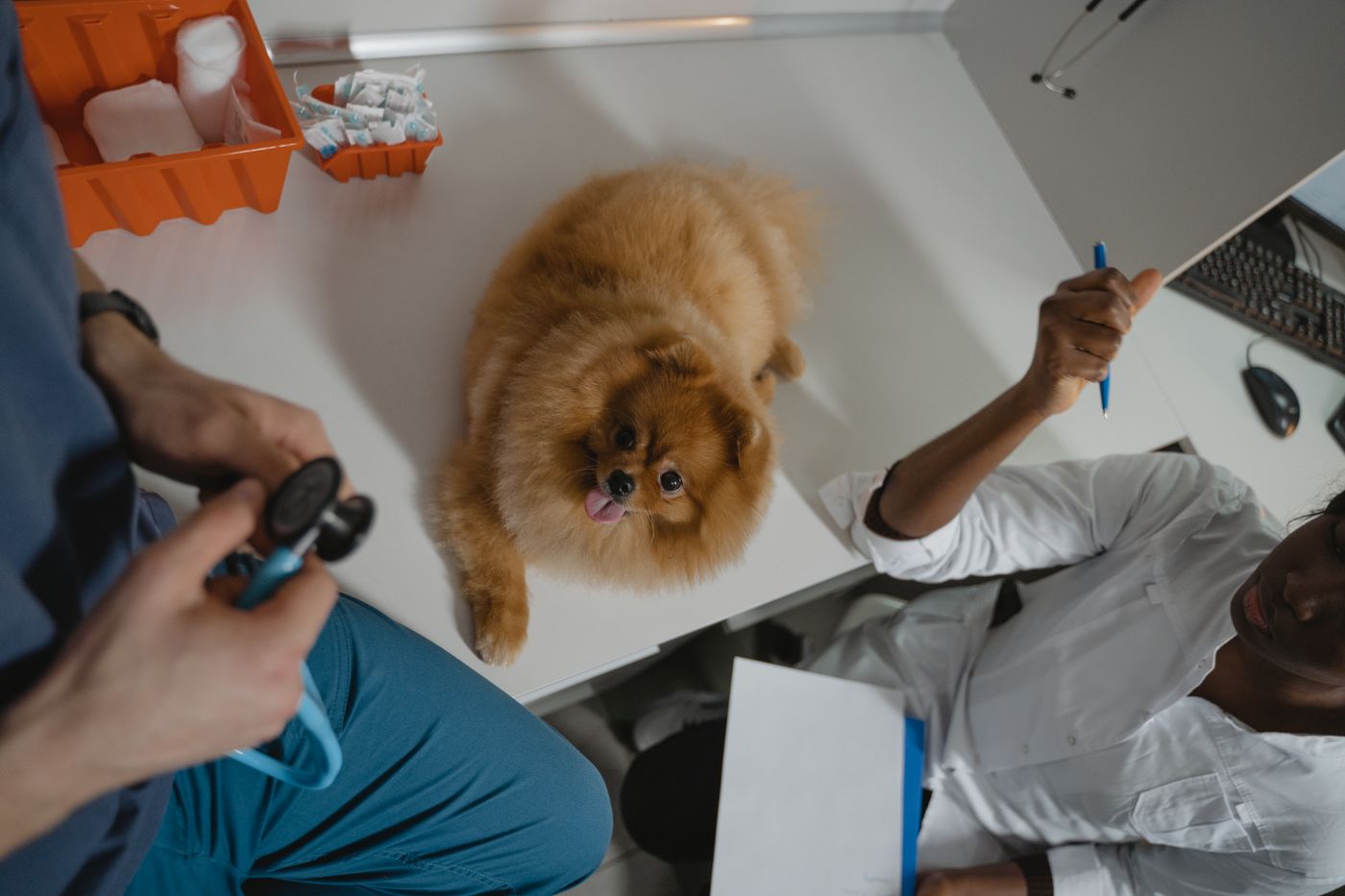 Vétérinaire examinant un chien en consultation à la clinique Patte Blanche