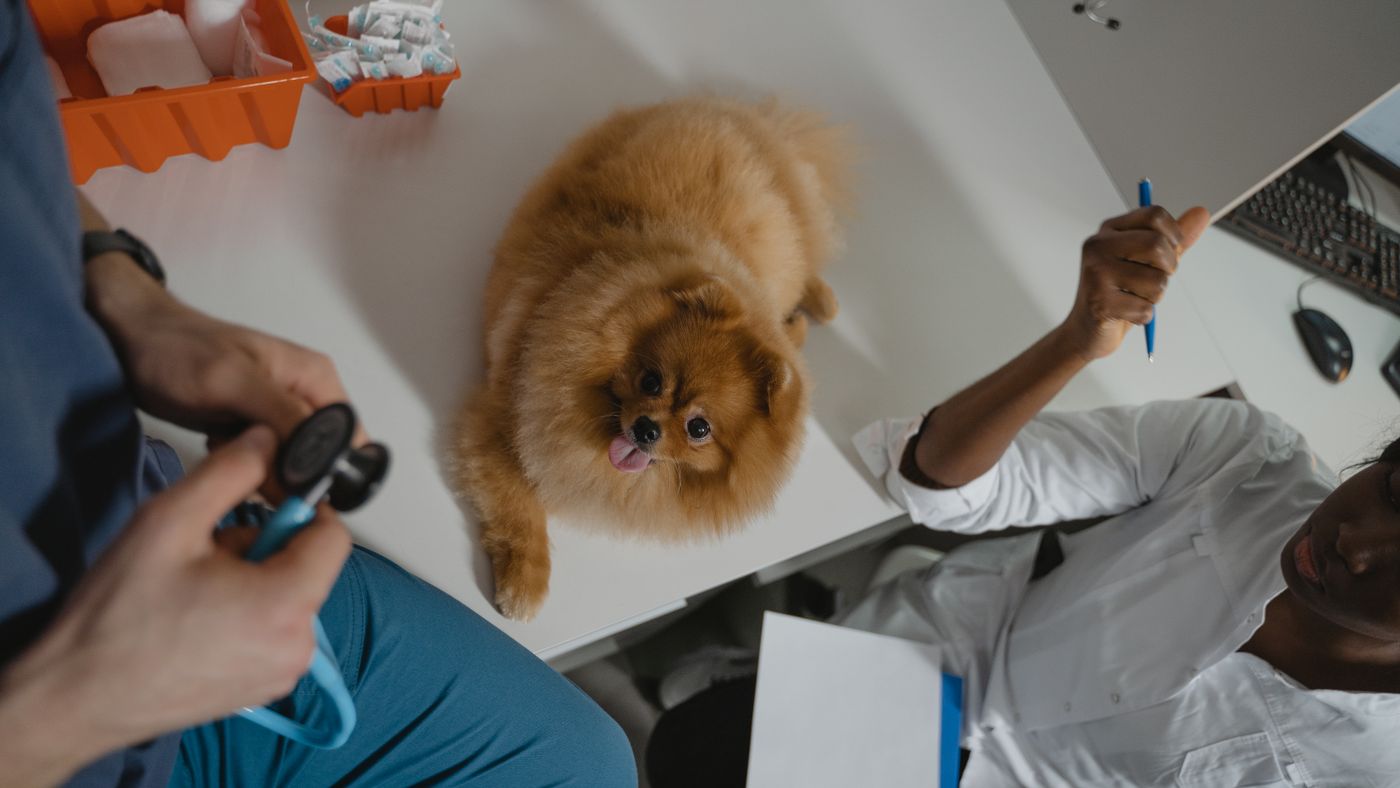 The Protein and Kidney Failure Myth in Dog Food, Untangled