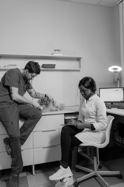 Cat looking at an automatic pet feeder