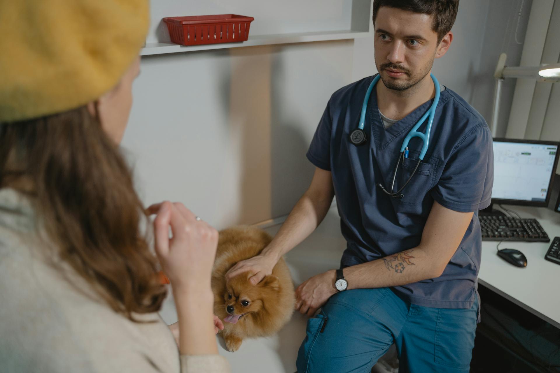 A Pomeranian Getting Checked by a a Veterinarian