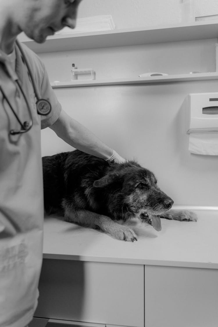 A Veterinarian Treating A Dog