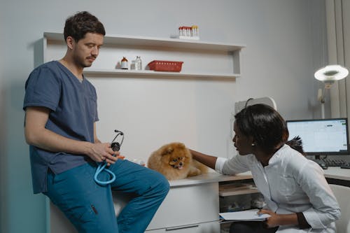 A Pomeranian Getting Medical Check Up in a Clinic