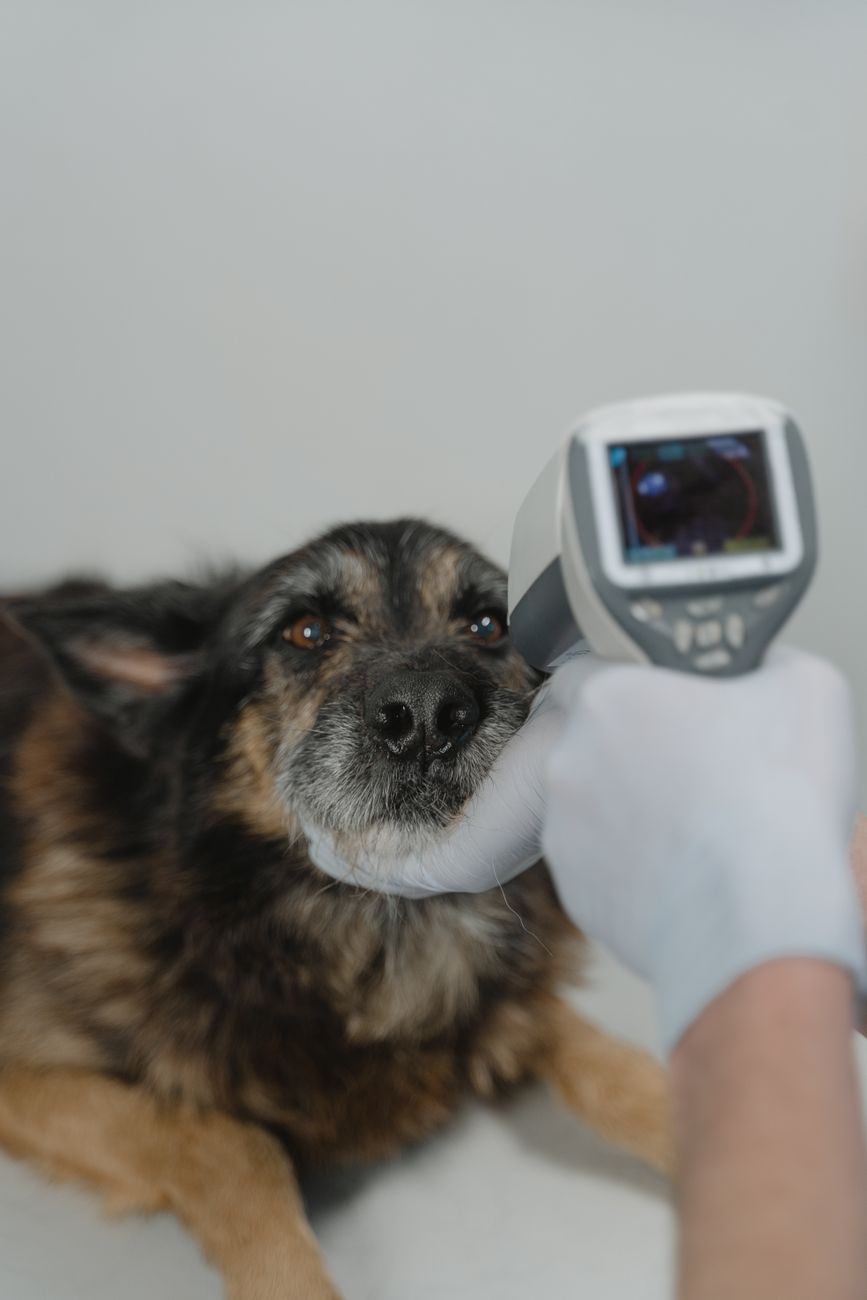 Veterinarian checking a dog during a clinic exam