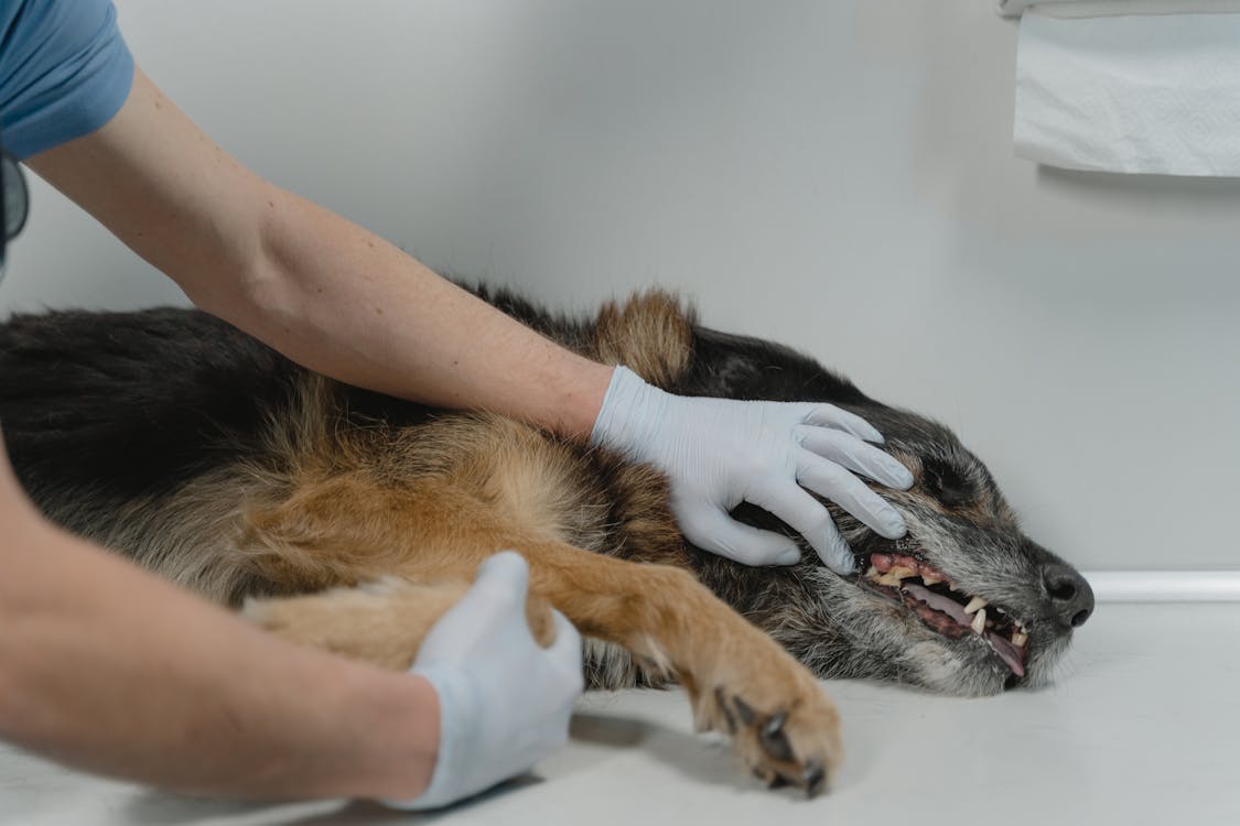 Hund wird nach Zeckenbiss untersucht