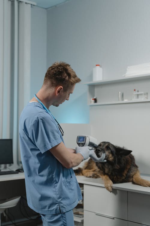Free A Veterinarian Checking a Dog Using a Diagnostic Tool Stock Photo