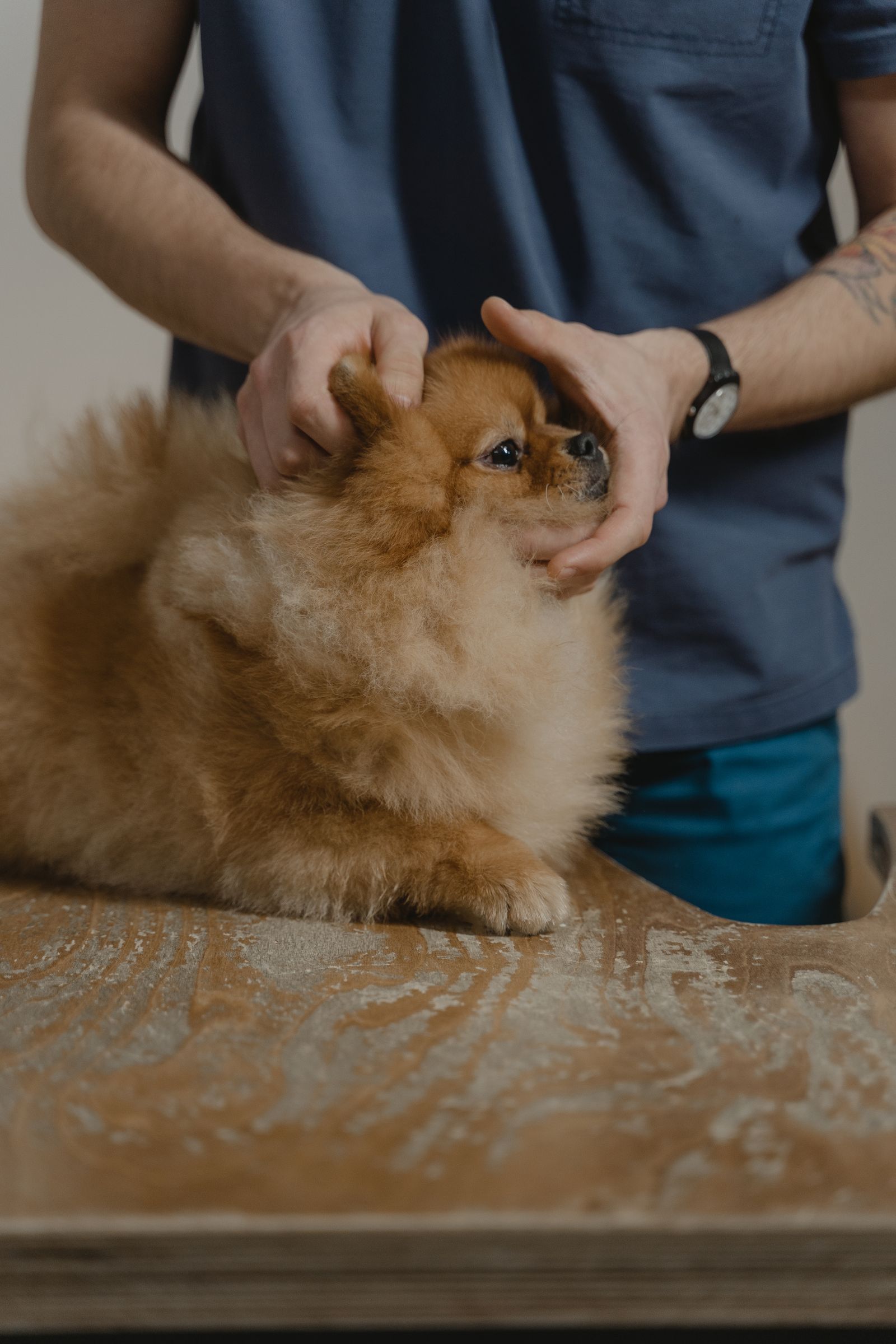 The Modern Veterinary Concierge: Redefining Medical Care for Companion Animals