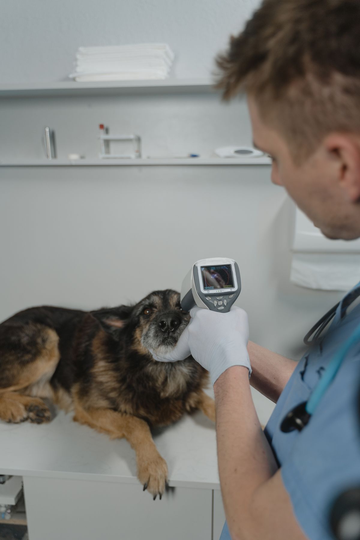 Dog at the veterinary clinic during a skin examination