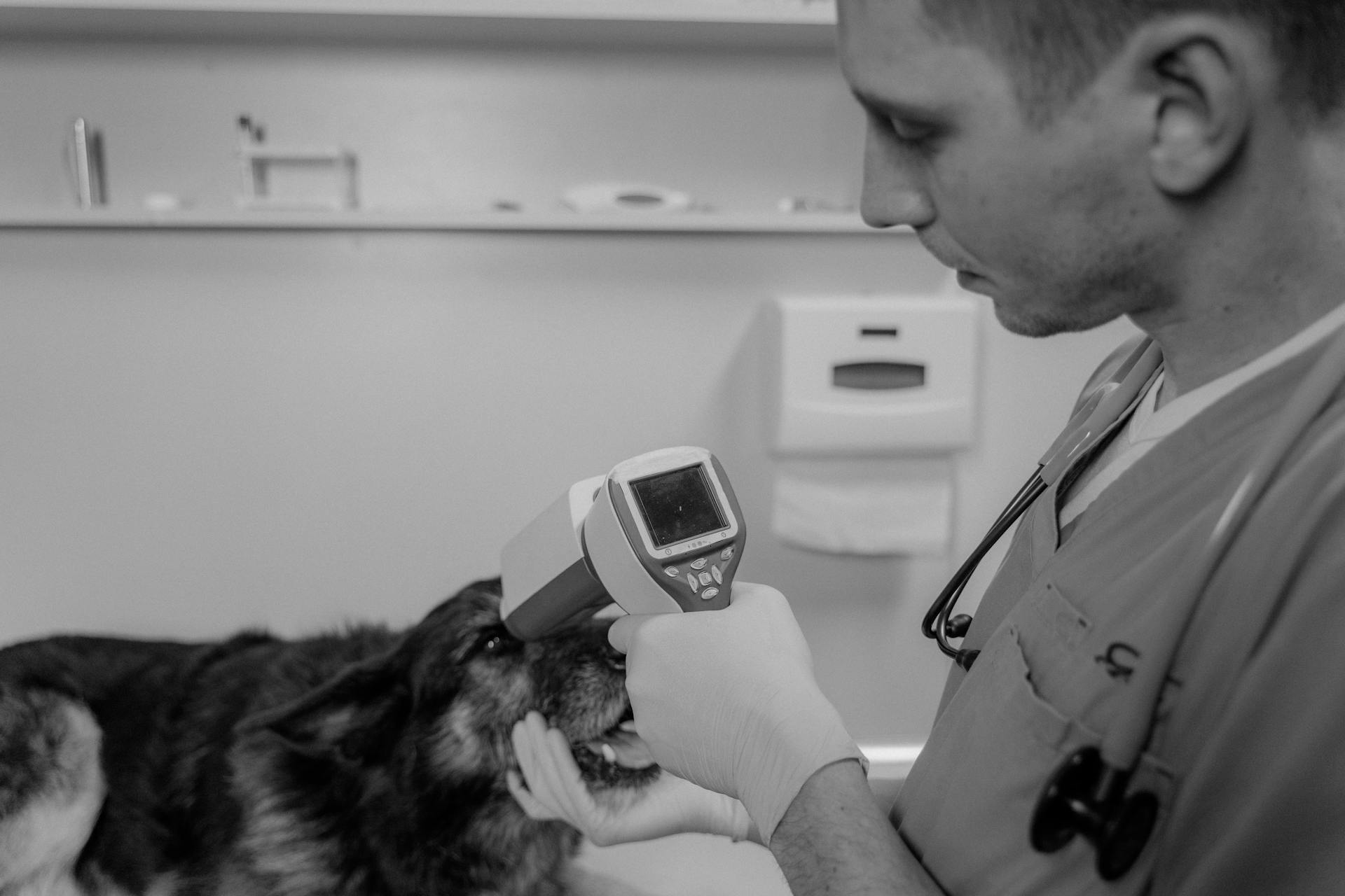 Un vétérinaire examine les yeux d'un chien avec un outil de diagnostic médical