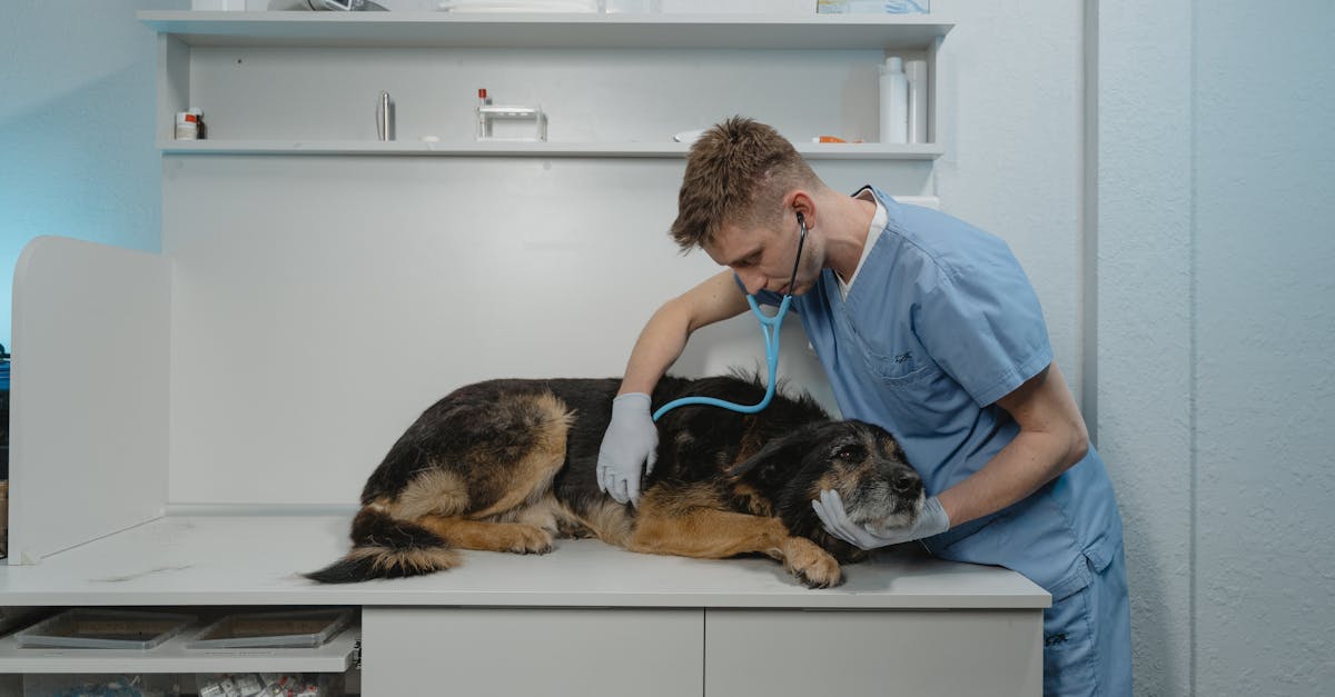 How long does kennel cough last after treatment