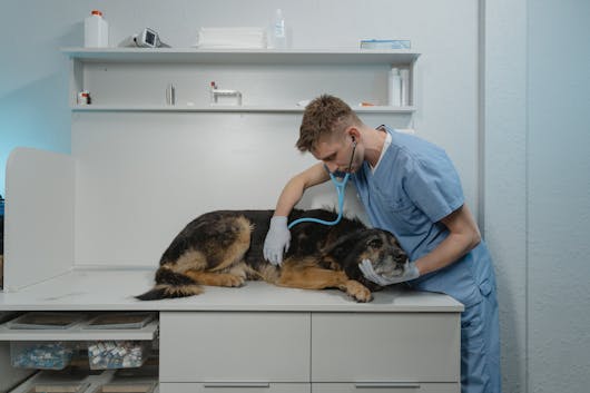 Criminals use a dog to carry out a robbery at a veterinary clinic.