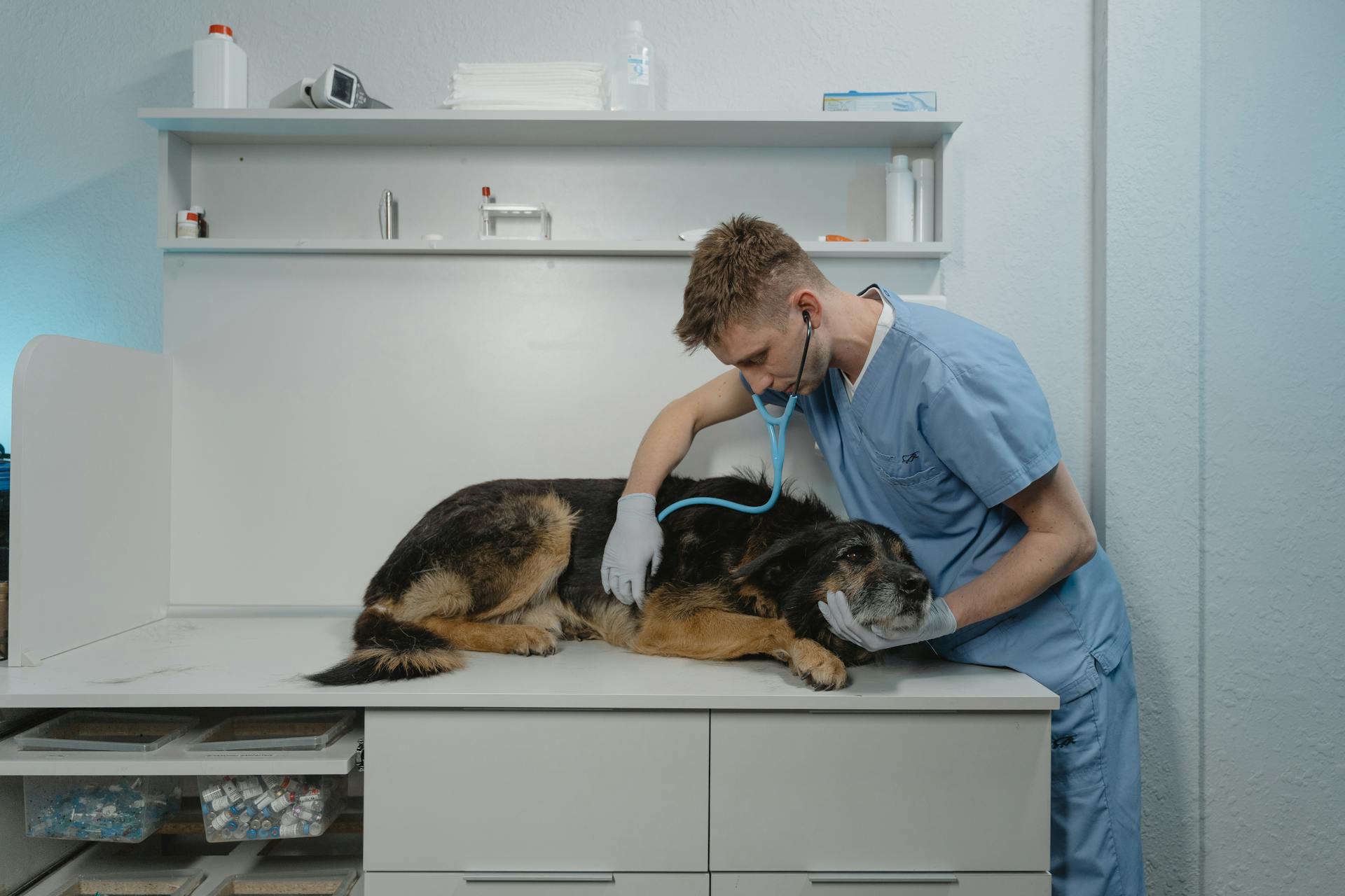 Un vétérinaire s'occupe d'un collie malade