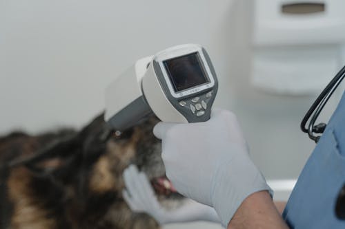 Free A Vet Using Medical Equipment In Treating a Sick Dog Stock Photo