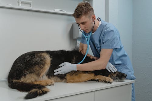 Free A Veterinarian Checking a Sick Dog Using a Stethoscope Stock Photo