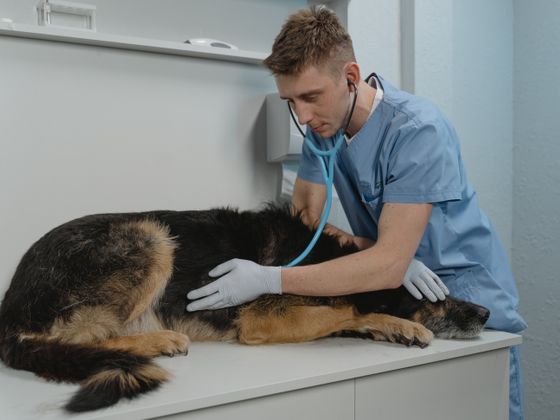 A veterinary surgeon in scrubs listening to a dog's chest with a stethoscope on a clinic table.