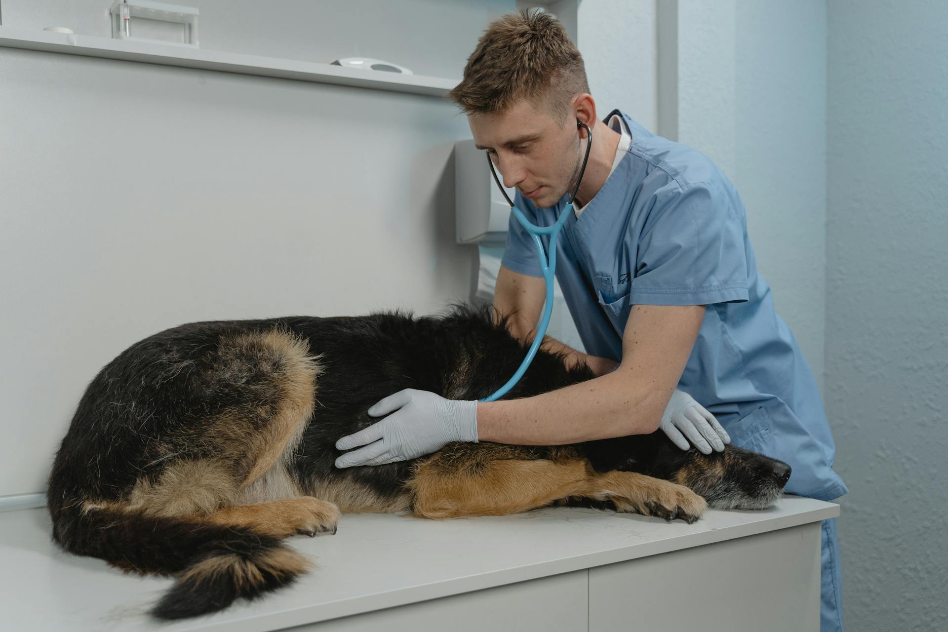 Een dierenarts controleert een zieke hond met een stethoscoop