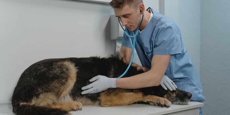 Veterinary business professional - Geo-Fencing Ads for Veterinary: How Location-Based