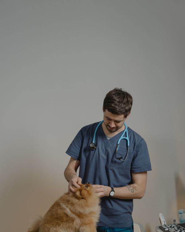 Veterinarian performing health examination on puppy