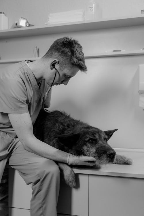 A Veterinarian Checking a Sick Rough Collie