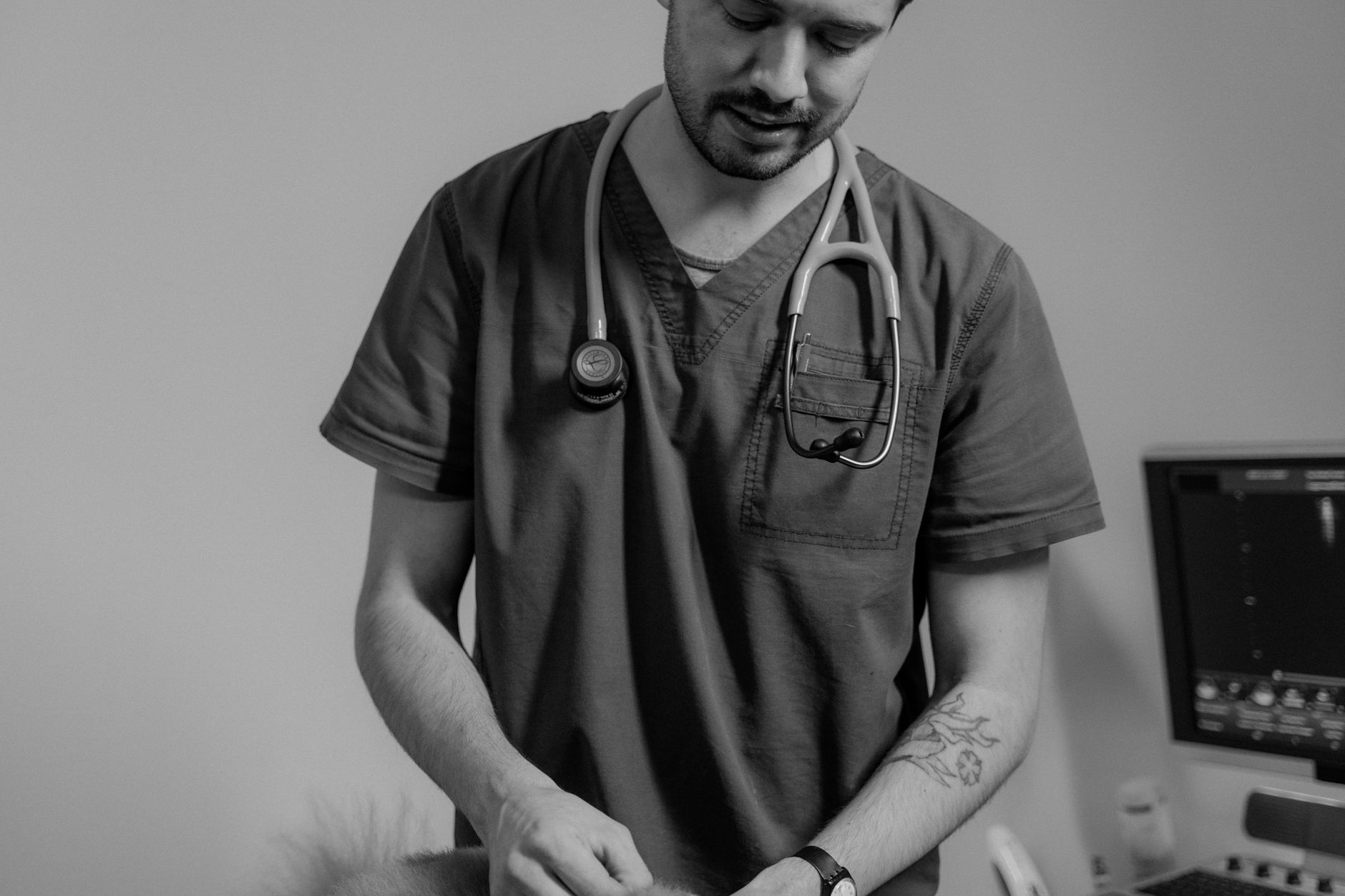 A rabbit undergoing diagnostic blood testing at a veterinary clinic