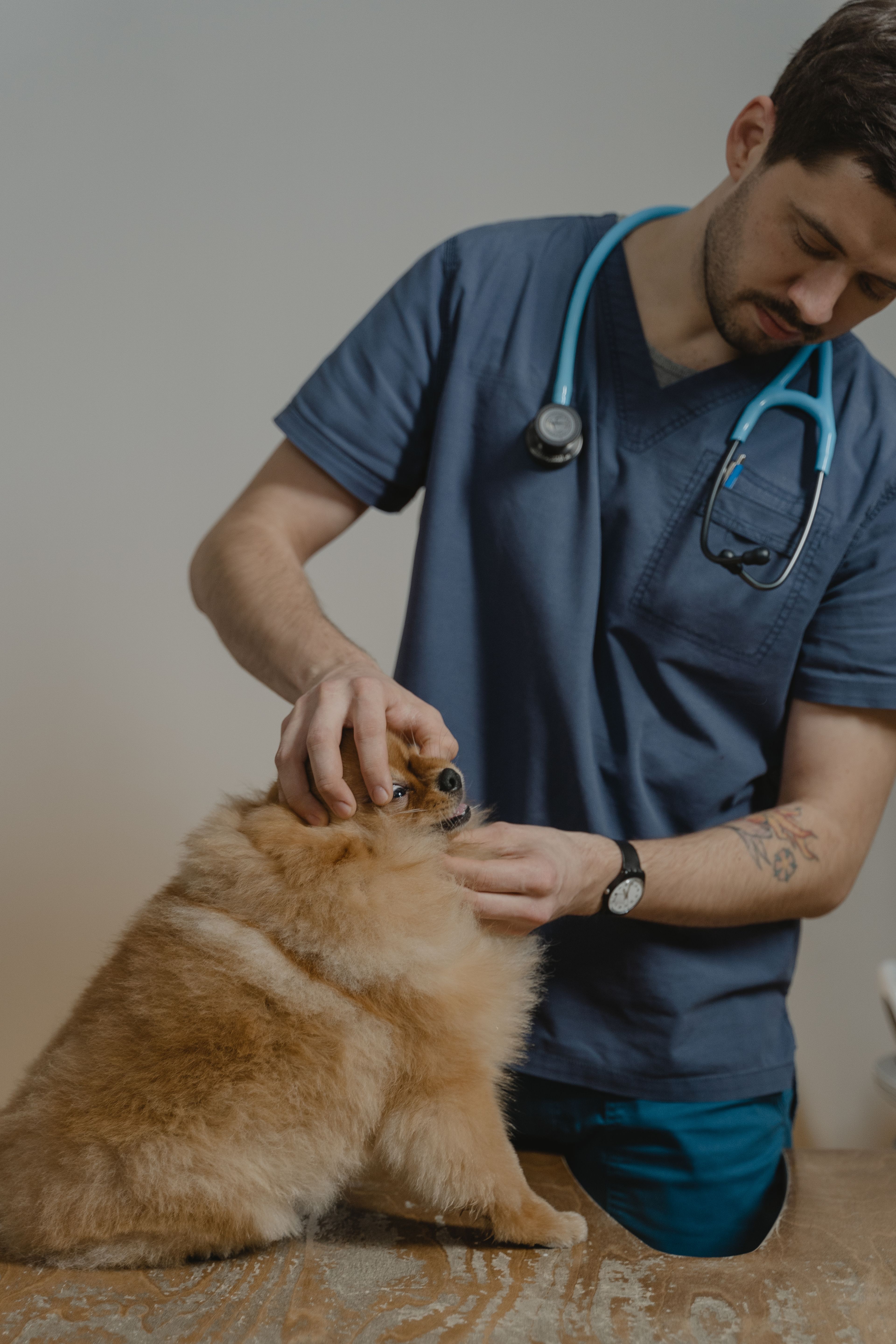 Dr. Ortiz checking a small dog before a procedure