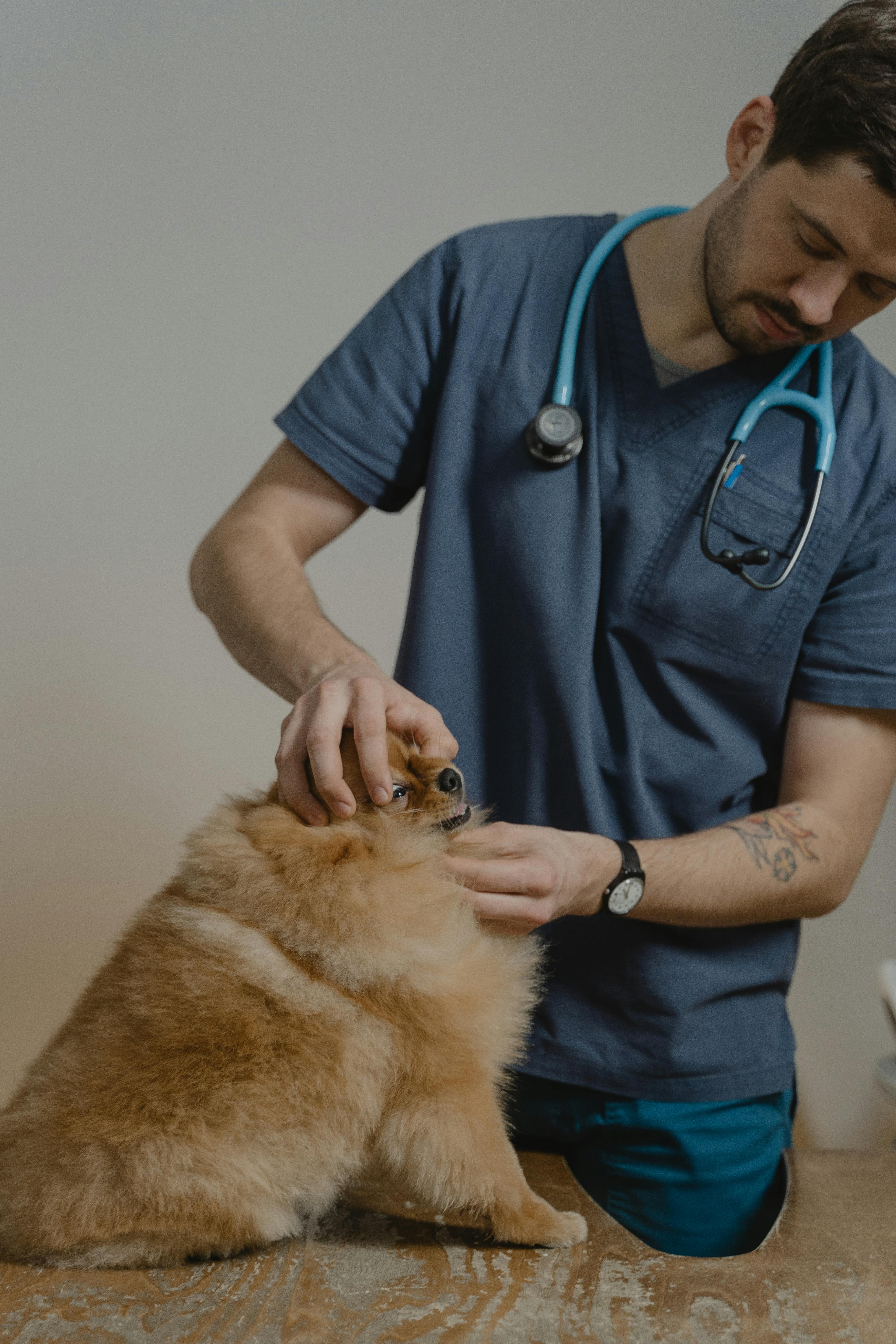 Dogs Health: Maximizing Canine Wellness through Dogs' Health thumbnail