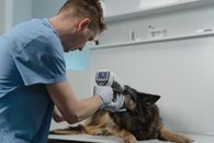 A Vet Checking a Dog Eyes Using a Medical Equipment