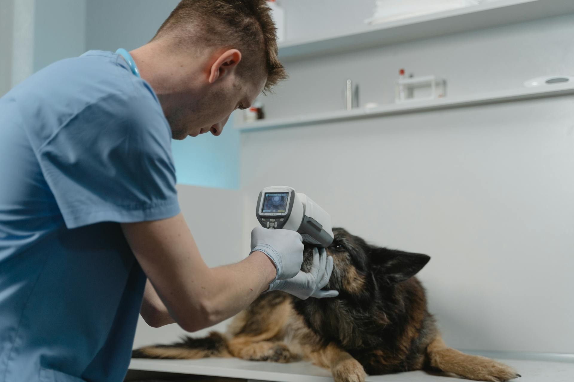 A Vet Checking a Dog Eyes Using a Medical Equipment