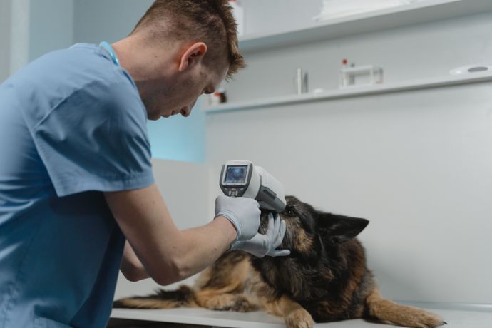 Perro atento mientras un veterinario le revisa el ojo
