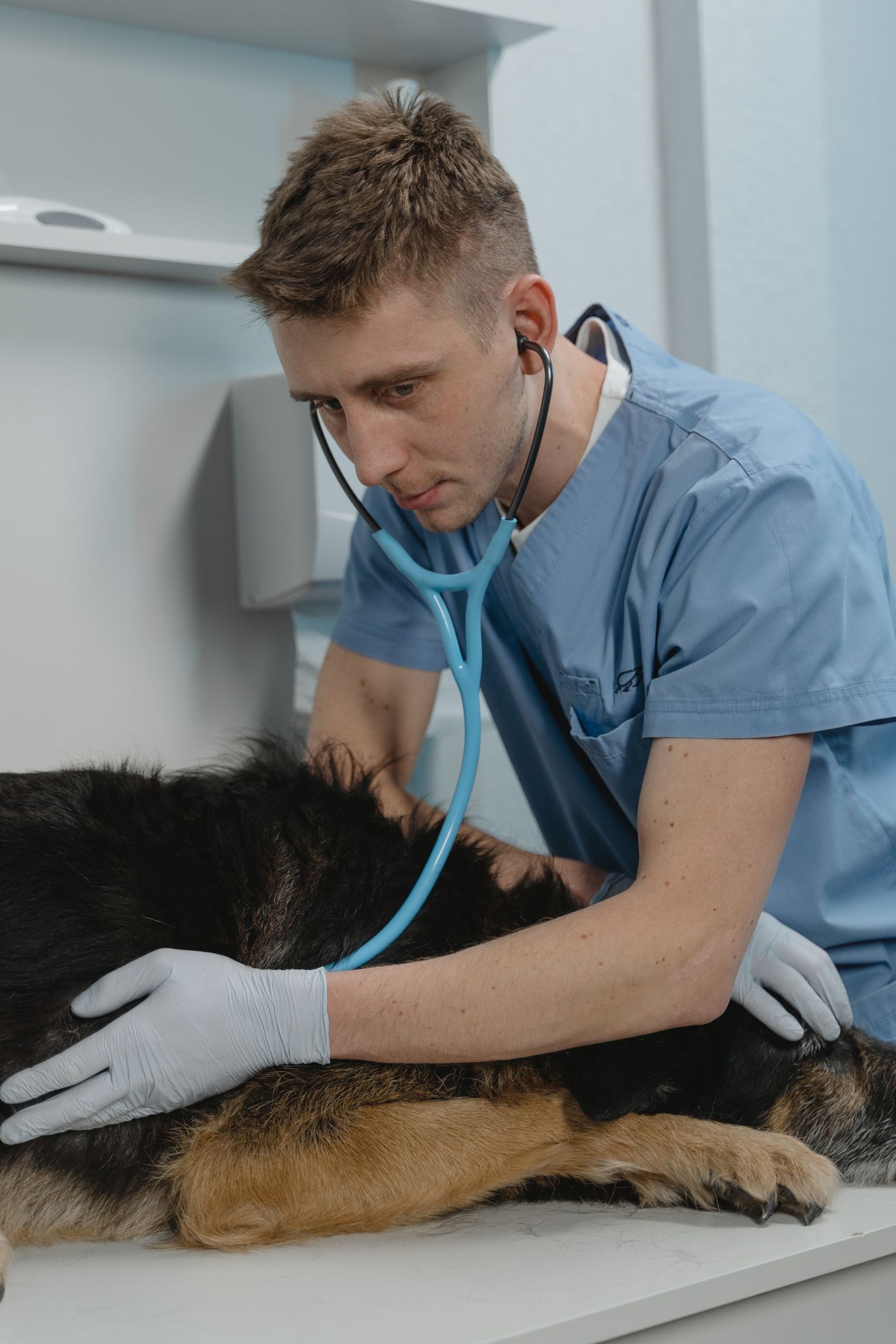 Chien âgé lors d'une consultation vétérinaire