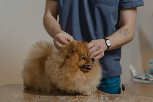兽医正在为狗狗检查耳朵健康状况