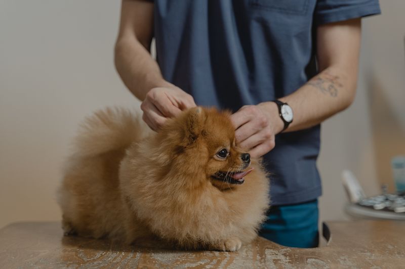 Veteriner tarafından kürkü aralanarak incelenen bir köpek